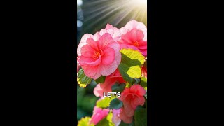 Exploring the Beautiful Begonia Flower [upl. by Alveta]