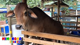 Cows and Horses Videos 🐴🐮 Real Animals ✨ Vacas y Caballos para niños 🐴🐮 Mimonona Stories [upl. by Udell]