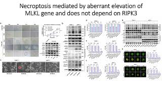 Necroptosis is mediated by upregulation of the MLKL gene amp is not dependent on RIPK3 gene Code 656 [upl. by Yekcaj963]