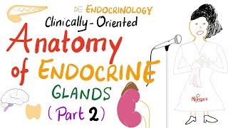 ClinicallyOriented Anatomy Of Endocrine Glands Part 2 [upl. by Tol]