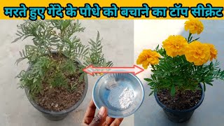 मरते हुए गेंदे के पौधे को कैसे बचाएं  How to save a dying marigold plant  How to revive marigold [upl. by Lazes]