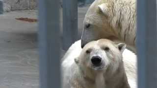 Yumka the polar bear licks Amdermas ear at Perm Zoo Russia [upl. by Schlenger]