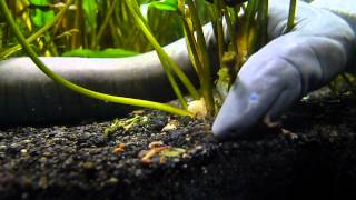 caecilian eats some bloodworms [upl. by Zorine228]