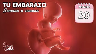 ❤️ Semana 20 de embarazo 🤰 Síntomas consejos y desarrollo del bebé  El embarazo semana a semana [upl. by Refinne525]