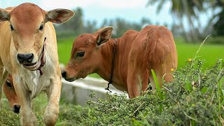 The existence of wild cattle depends on the green grasslands on the edge of the village forest [upl. by Bailar]