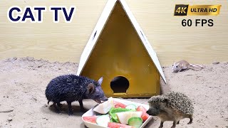 Cat TV Mice Playing with Hedgehog Unseen Moments of Mice life Best cat entertainment 4K UHDR [upl. by Coraline567]