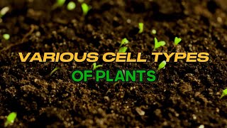 GENERAL BIOLOGY I  PLANT TISSUES [upl. by Martinsen412]