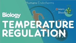 Temperature Regulation Of The Human Body  Physiology  Biology  FuseSchool [upl. by Nelrah879]