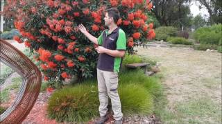 Grafted Flowering Gum Maintenance [upl. by Harutek]