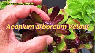 AEONIUM VELOUR Cuttings  VLOG 38 Succulents amp Coffee w Liz [upl. by Ettenom939]