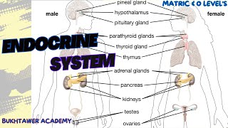 Endocrine System  Matric amp Olevels  biology [upl. by Meece]