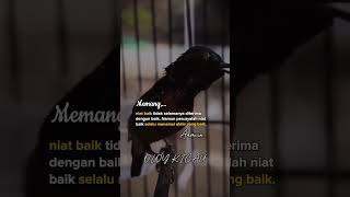 KONIN ISIAN kicaumania kicaumanianusantara konin burung [upl. by Suruat]