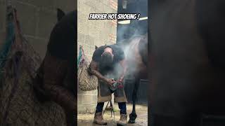 Farrier hot shoeing  farrier horsecare farrierlife horsefarrier satisfying asmr [upl. by Pfister]