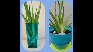 Aloe vera propagation in water super easy way [upl. by Izogn]