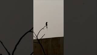 bee eater shortsfeed birds birdspotting nature birdwatch wildlife wildlifebirding [upl. by Lela]