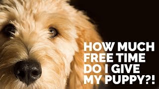 How Much Free Time Do I Give My Puppy [upl. by Morez]