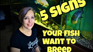 Top 5 signs your fish want to BREED [upl. by Berkow816]