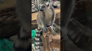 Ringtailed lemur [upl. by Inaj]