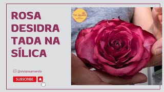 Rosa Desidratada na Sílica [upl. by Amyas]