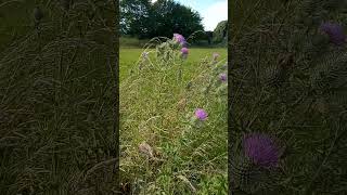 Scottish Thistles with the Knotrman [upl. by Artep]