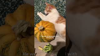 Cat Is Obsessed With Pumpkin  The Dodo [upl. by Liuka9]