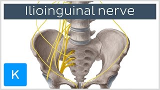 Ilioinguinal Nerve  Course amp Innervation  Human Anatomy  Kenhub [upl. by Kunin96]