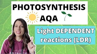 PHOTOSYNTHESIS Light Dependent ReactionAlevel Biology Photolysis photoionisation amp chemiosmosis [upl. by Wichman]