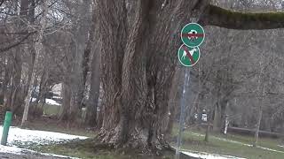 Amurski plutovec Phellodendron amurense Munchen Luitpold park Germany  2019 [upl. by Icam]