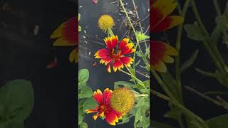 Blanket Flowers And A Bee From Summer nature natureflowers bee wildlife [upl. by Ynnod]