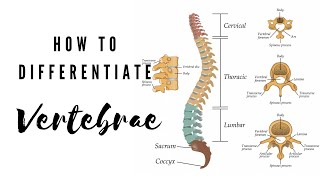 How to differentiate Vertebrae  Viva Voce of Anatomy [upl. by Aicargatla]