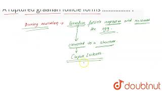 A ruptured graafian follicle forms ……………   CLASS 11  CHEMICAL COORDINATION AND INTEGRATION [upl. by Enetsuj]