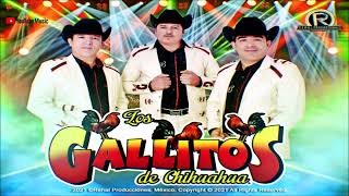 Los Gallitos De Chihuahua  En Vivo Fiesta Privada 202122 DISCO COMPLETO [upl. by Yoshio]