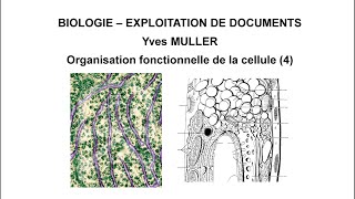 4 Le système endomembranaire  Thème  Organisation fonctionnelle de la cellule [upl. by Hudis]