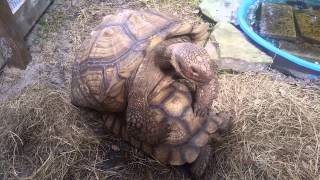 Huge Tortoises Mating ORIGINAL [upl. by Esylla]