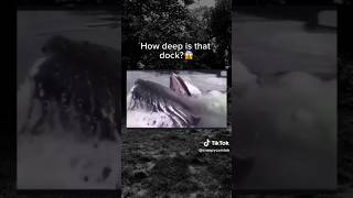 WHERE DID THEY COME FROM funny comedy reaction shorts whale animals sea memes tiktok uk [upl. by Mailli]