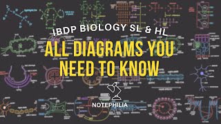 IB Biology SL amp HL All IB Biology diagrams you need to know 2024 UPDATED [upl. by Danielson]