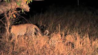 Rare Footage Three Leopards Mating in One Sighting  Londolozi [upl. by Ahsercel]