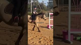 Didn’t have enough vids with Jiggy so I used Wilde❤️❤️ horses iluvu equestrian [upl. by Reiss]