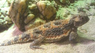 Desert Horned Lizard Phrynosoma platyrhinos FEEDING [upl. by Onaicul879]