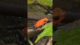 Strawberry Poison Dart Frog in Costa Rica  Blue Jeans Frog CloseUp [upl. by Prissy]