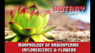 Morphology Of Angiosperms  Inflorescence amp Flowers  Introduction  Parts  Overview  Section 4 [upl. by Annorah]