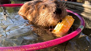 Happiness is a pink hula hoop corn and a tantrum [upl. by Boutis]