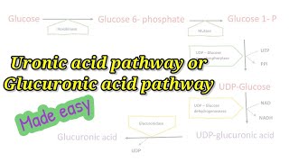 Uronic acid pathway made easy How to remember Glucuronic acid pathway easily biochemistry [upl. by Miarhpe47]