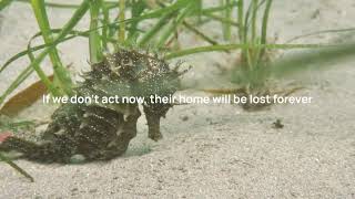 Blue Meadows  Our Most Ambitious Seagrass Restoration Project Yet [upl. by Odraude]