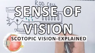 Sense Of Vision  Scotopic Vision Detailed  Photoreceptor Cells [upl. by Carvey]