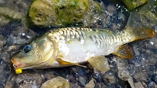 Fishing for carp in the desert Mirror carp madness [upl. by Yelnek85]