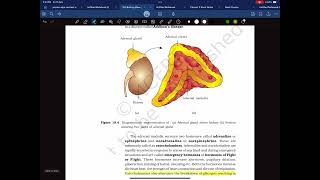 adrenal gland neet [upl. by Aihtnyc689]