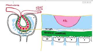 145 Urine Formation 2 Ultrafiltration Cambridge AS A Level Biology 9700 [upl. by Uht]