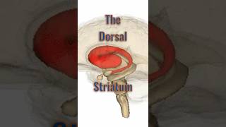 Dorsal Striatum neuroanatomy brainanatomy brainpart caudatenucleus putamen basalganglia [upl. by Drud788]