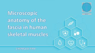 Microscopic anatomy of the fascia in human skeletal muscles [upl. by Anabal281]